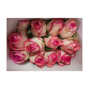 Sweet Pink Rose Bundle (20 pcs)