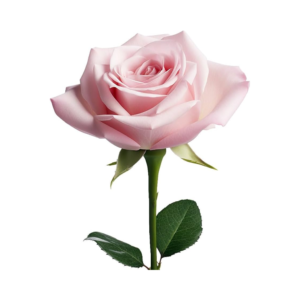 Sweet Pink Rose Single (1pc)