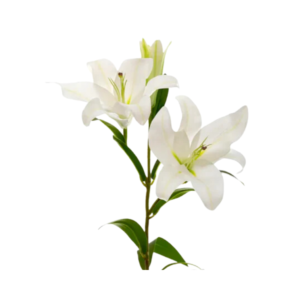 White Lily Oriental Single (1 pc)