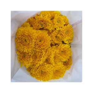 Yellow Chrysanthemum 1 Bundle