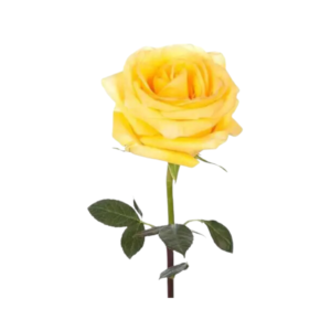 Yellow Rose Single (1 pcs)