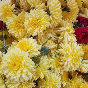 Yellow Shevanti & Rose String (1 meter)