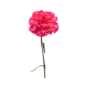 Carnation Dark Pink (1 Bundle)