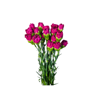 Carnation Purple Bundle (20 Pcs)
