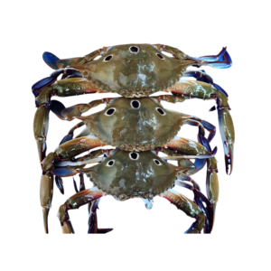 Sea Crab (500g-600g)