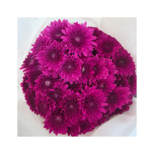 Dark Purple Chrysanthemum 1 Bundle
