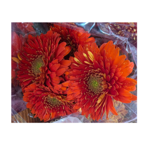 Gerbera Orange Bundle (10 pcs)