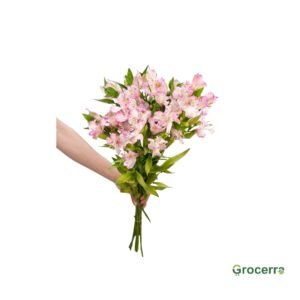 Pink And White Alstroemeria Flower 1 Bunch