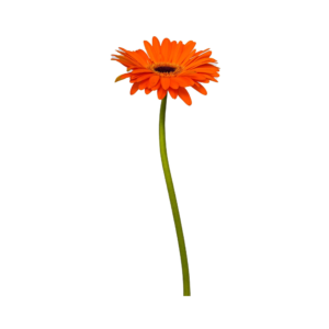 Gerbera Orange Single (1pc)