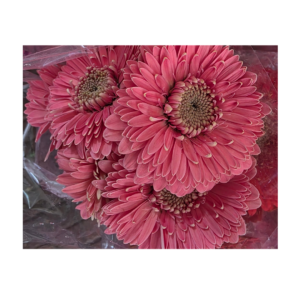 Gerbera Pink Bundle (10 pcs)