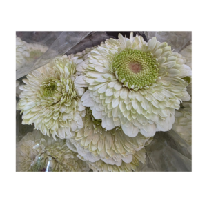 Gerbera White Bundle (10 pcs)
