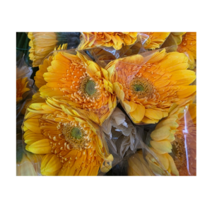 Gerbera Yellow Bundle (10 pcs)