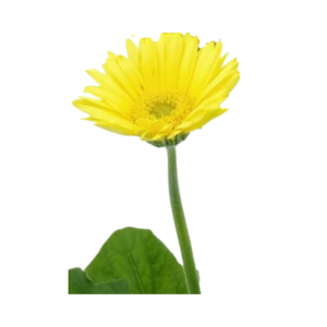Gerbera Yellow Single (1 pc)