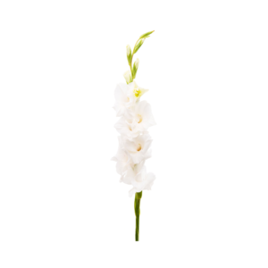 Gladiolus White Single (1pc)