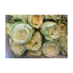 Green Rose Bundle (20pcs)
