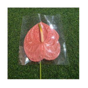 Anthurium Madural Orange (1pc)