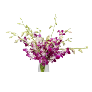 Orchid Purple Bundle (10 pcs)