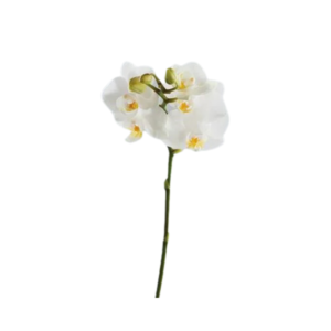 Orchid White Single (1 pc)