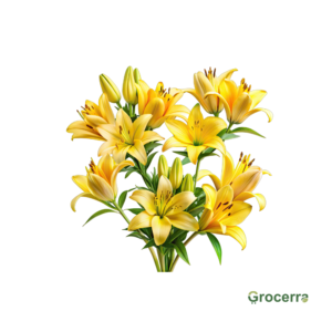 Asiatic Lily Yellow (1pc)