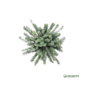 Silver Dollar Eucalyptus 1 Bundle