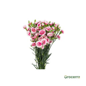 Spray Carnation Pink and White (1 Bundle)