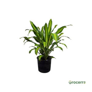 Dracaena Plant (Corn Plant) 25 Pieces
