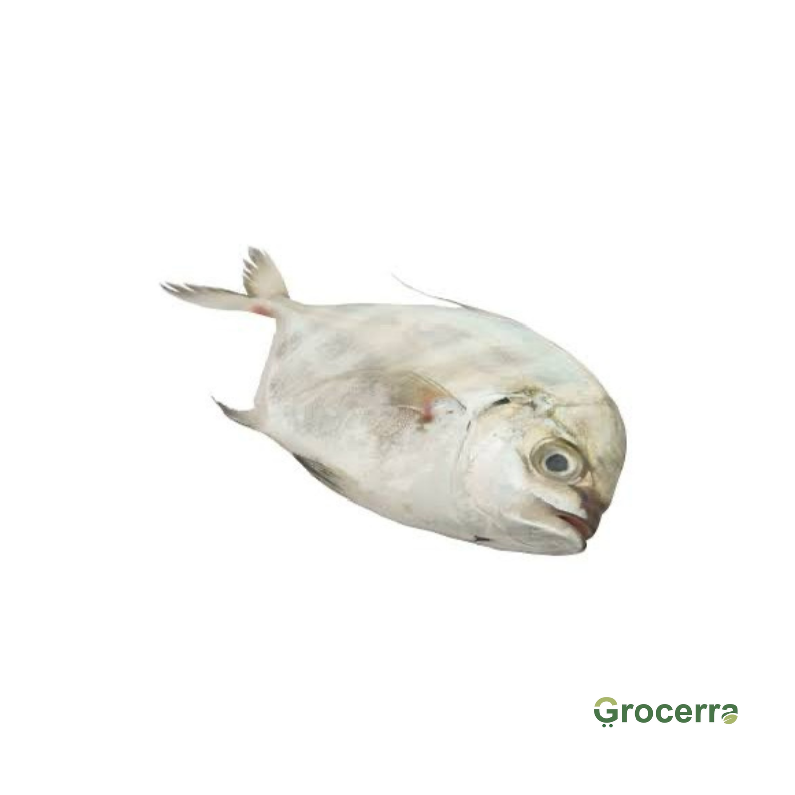 Longfin Trevally (1Kg-1.2kg)