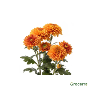 Vibrant Orange Chrysanthemum (1 Bundle)