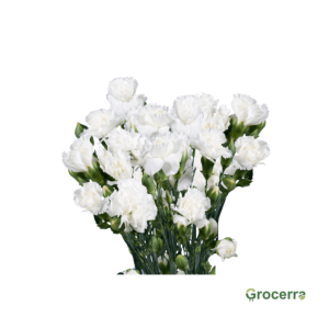 Spray Carnation White (1 Bundle)
