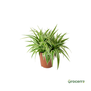 Chlorophytum Comosum/Spider Plant (25 Pieces)
