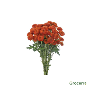 Brown Button Chrysanthemum 1 Bundle
