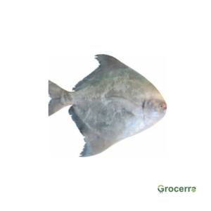 Chinese Pomfret 1 Kg- 1.2 Kg
