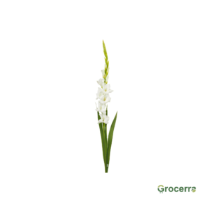 White Sword Lilies (Gladiolus)